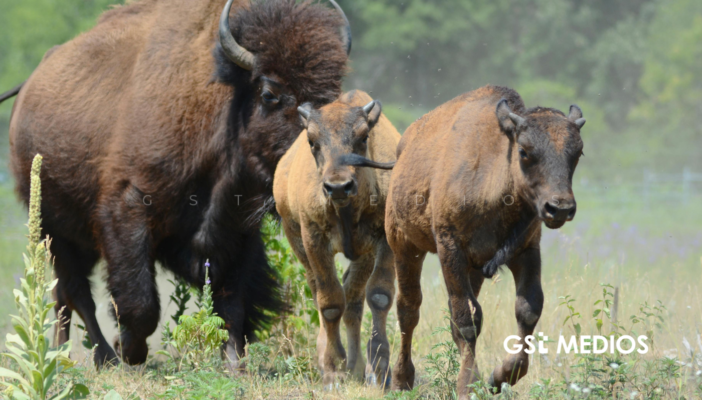 El regreso del gigante: el bisonte americano renace en pastizales de Sonora 