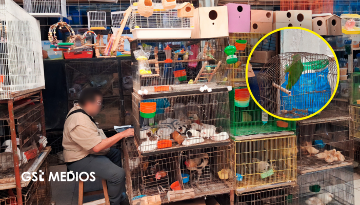 Profepa asegura 34 animales silvestres en mercado de Mérida