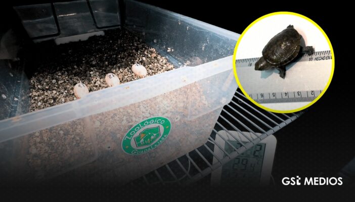 Nacen tres crías de tortuga Casquito de Vallarta en Zoológico de Guadalajara