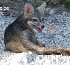 Reaparece zorro enano de Cozumel después de más de dos décadas