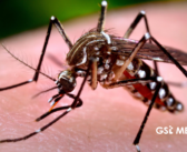 Uso de bacteria Wolbachia en México: nueva estrategia médica contra el dengue