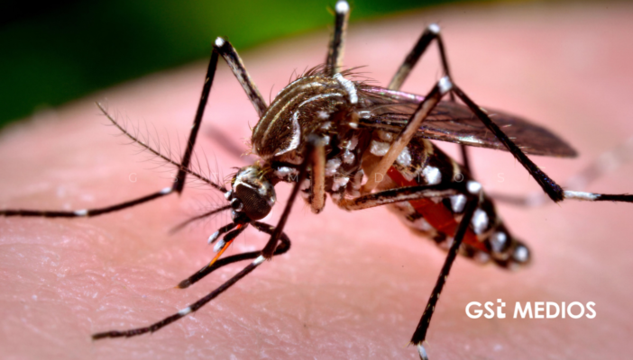 Uso de bacteria Wolbachia en México: nueva estrategia médica contra el dengue