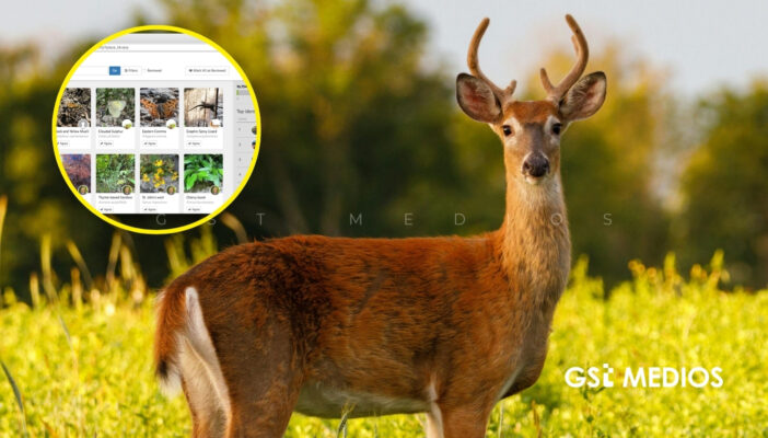 México documenta el 91% de sus mamíferos en plataforma iNaturalist
