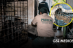 Rescatan a un puma, un jaguar y otros animales exóticos de una vivienda en Zapopan