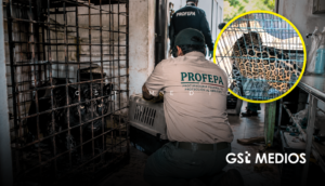 Rescatan a un puma, un jaguar y otros animales exóticos de una vivienda en Zapopan