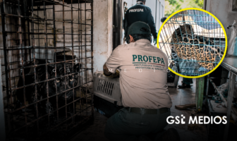 Rescatan a un puma, un jaguar y otros animales exóticos de una vivienda en Zapopan