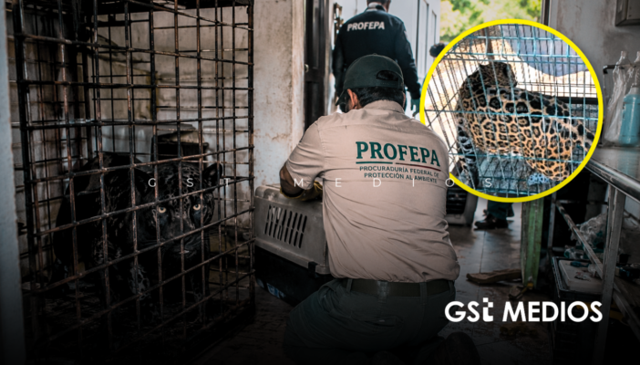 Rescatan a un puma, un jaguar y otros animales exóticos de una vivienda en Zapopan