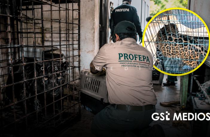 Rescatan a un puma, un jaguar y otros animales exóticos de una vivienda en Zapopan