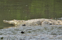 Dañar o capturar cocodrilos es un delito federal: Profepa