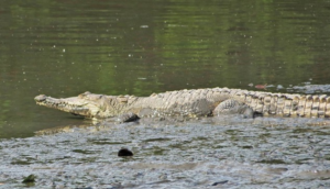 Dañar o capturar cocodrilos es un delito federal: Profepa
