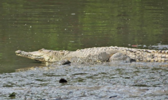 Dañar o capturar cocodrilos es un delito federal: Profepa