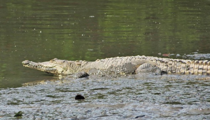 Dañar o capturar cocodrilos es un delito federal: Profepa
