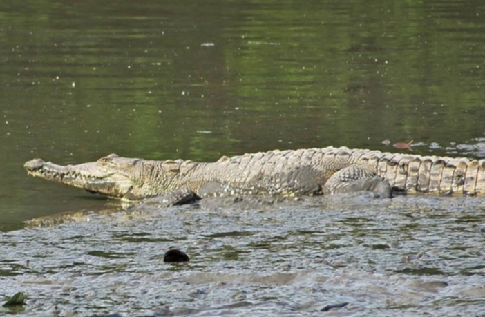 Dañar o capturar cocodrilos es un delito federal: Profepa