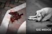 Denuncian presunto envenenamiento de perros en Mascota; piden investigación