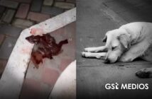 Denuncian presunto envenenamiento de perros en Mascota; piden investigación