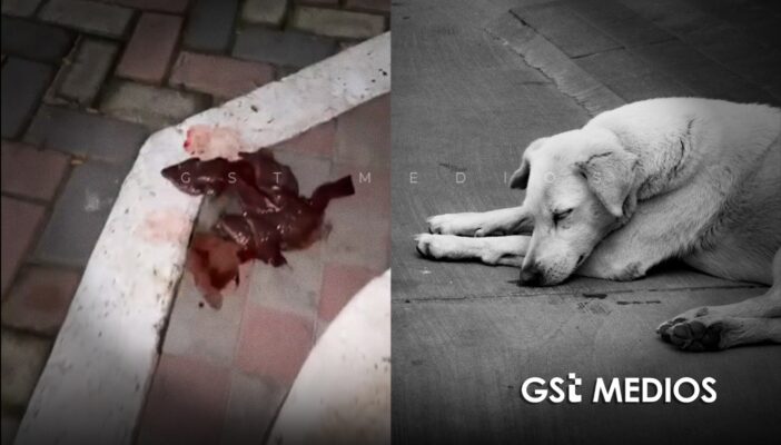 Denuncian presunto envenenamiento de perros en Mascota; piden investigación