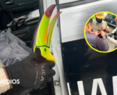 ¡A salvo! Guardabosques rescatan a tucán herido que no podía volar en Guadalajara