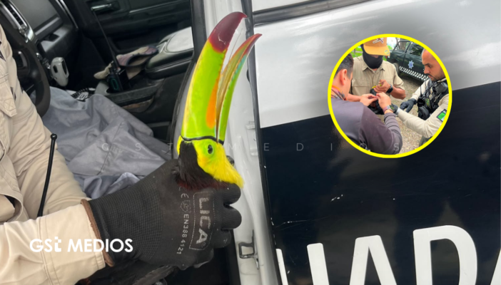 ¡A salvo! Guardabosques rescatan a tucán herido que no podía volar en Guadalajara