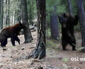 Captan comportamiento de oso negro en la Sierra de Chihuahua