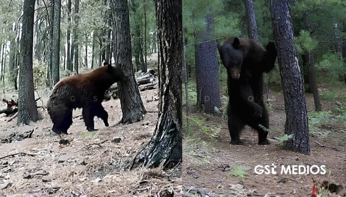 Captan comportamiento de oso negro en la Sierra de Chihuahua