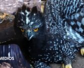 Registran por primera vez al Águila Tirana en la Sierra Gorda