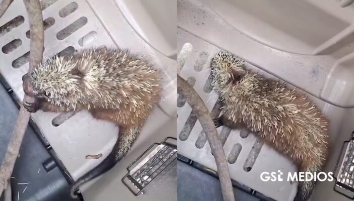 Rescatan a puercoespín arborícola herido en Michoacán; es especie amenazada