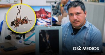 De terror, pero reales: los “hongos zombis” que Jalisco descubrió y que podrían llegar a la medicina