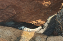 Cocodrilo muerto en playa Bocanegra eleva a 13 los ejemplares asesinados en Puerto Vallarta