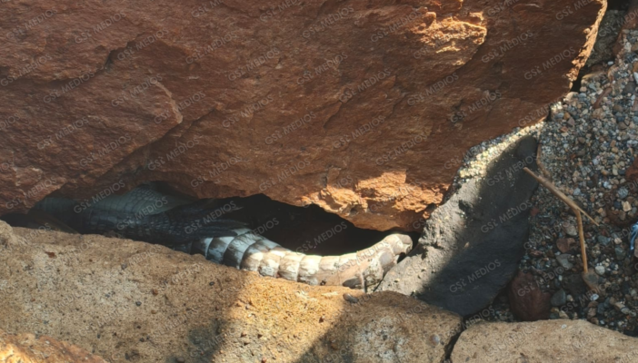 Cocodrilo muerto en playa Bocanegra eleva a 13 los ejemplares asesinados en Puerto Vallarta