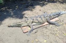 Localizan sin vida a un cocodrilo en la playa de Boca de Tomates
