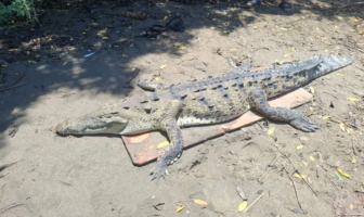 Localizan sin vida a un cocodrilo en la playa de Boca de Tomates