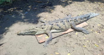 Localizan sin vida a un cocodrilo en la playa de Boca de Tomates