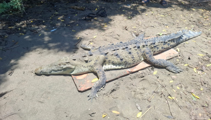 Localizan sin vida a un cocodrilo en la playa de Boca de Tomates