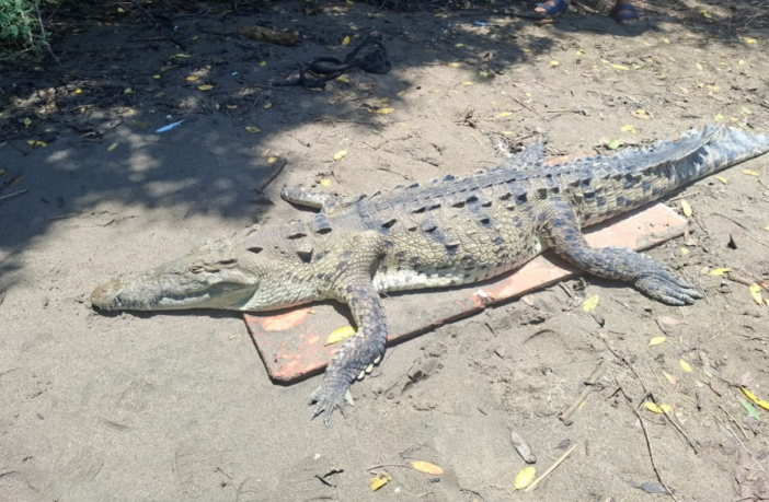 Localizan sin vida a un cocodrilo en la playa de Boca de Tomates