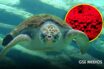 Recupera Profepa 282 huevos de tortuga golfina en Mismaloya