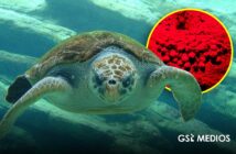 Recupera Profepa 282 huevos de tortuga golfina en Mismaloya
