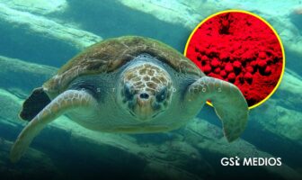 Recupera Profepa 282 huevos de tortuga golfina en Mismaloya