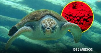 Recupera Profepa 282 huevos de tortuga golfina en Mismaloya