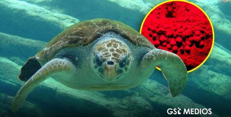 Recupera Profepa 282 huevos de tortuga golfina en Mismaloya