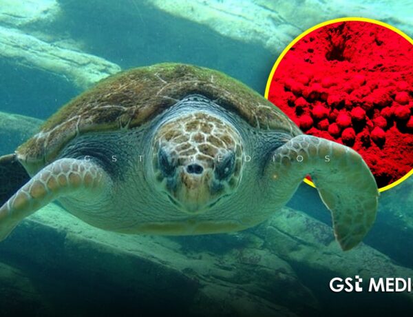 Recupera Profepa 282 huevos de tortuga golfina en Mismaloya