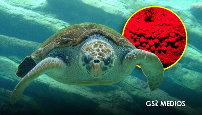 Recupera Profepa 282 huevos de tortuga golfina en Mismaloya