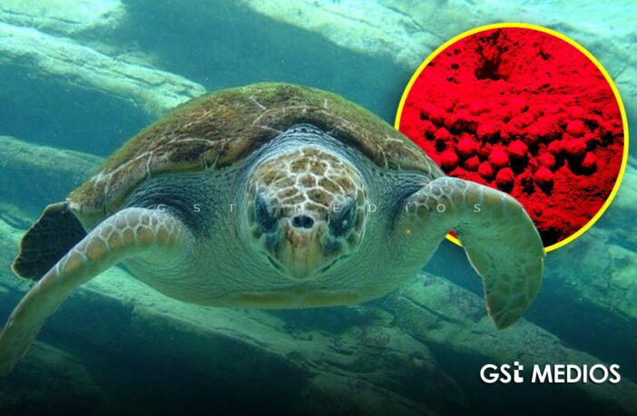 Recupera Profepa 282 huevos de tortuga golfina en Mismaloya