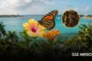 La mariposa monarca encuentra un nuevo hogar en Quintana Roo
