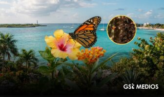 La mariposa monarca encuentra un nuevo hogar en Quintana Roo