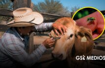 Jalisco suma 82 casos activos de gusano barrenador y espera moscas estériles