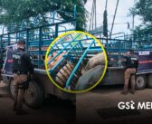 Policía Estatal asegura en Mascota seis cabezas de ganado