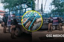 Policía Estatal asegura en Mascota seis cabezas de ganado