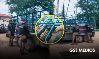 Policía Estatal asegura en Mascota seis cabezas de ganado