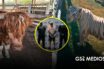 Aseguran 135 animales exóticos en rancho ligado al huachicol en Tamaulipas
