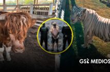 Aseguran 135 animales exóticos en rancho ligado al huachicol en Tamaulipas